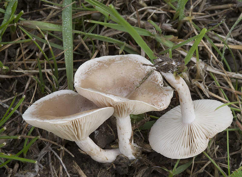 Clitocybe rivulosa